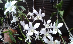 Life is represented in beautiful flowers