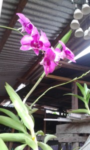 To survive all forms of life love and attention in addition to nourishment!