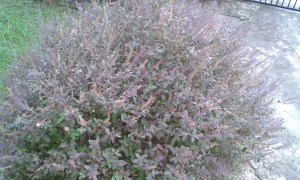 It can be nearer the ground.